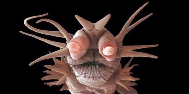 Cacing bersisik Polychaetes yang ditemukan di wilayah laut dalam. Cacing ini memiliki wajah aneh sehingga disebut cacing iblis.